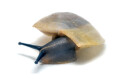 Caracolus sagemon Cuba albino shell juvenil